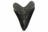 Fossil Megalodon Tooth From Georgia - Repaired #338671-1